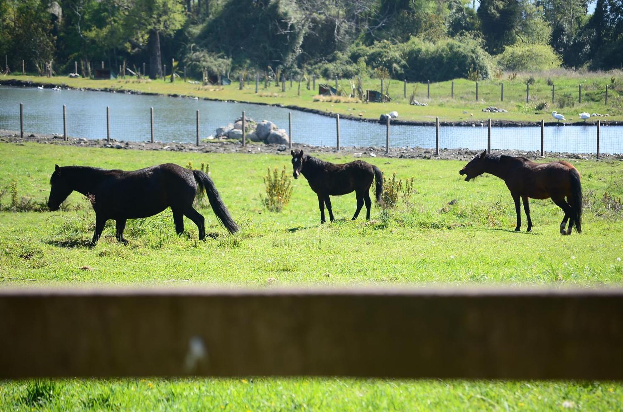 Lodge Ecoreserva Quelhue Y Pucon